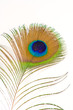 Peacock feather