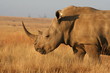 Rhino Rhino