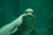 Beluga