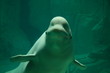 Beluga
