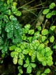 Dew on grass