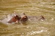 hippo
