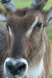 ANTILOPE CLOSEUP FACE