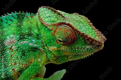 caméléon sur fond noir
