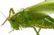 Heuschrecke