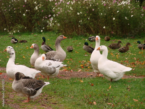 Oies et canards