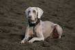 perro weimaraner
