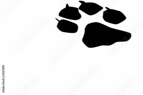 Photo: patte patte
