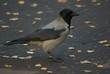 crow