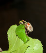 may-bug