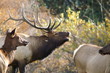 bugle bull