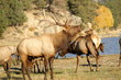 big bull