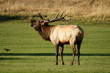 wild bull