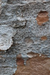 Tree bark
