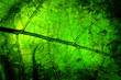 bright grunge wooden mix with leafs