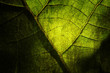 bright grunge wooden mix with leafs