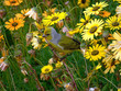 Cape canary bird sitting in Namakwa-ursinia flower field