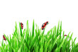 ladybird party ladybird party