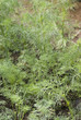 carrot leafs