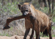 hyaena with extra leg