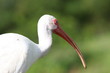 WHITE BIRD