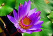 Fleur de nenuphar