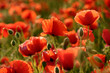 Sommer - Mohn Close-Up