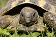 Griechische Landschildkröte