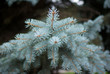 Blue spruce branch