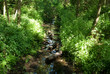 forest river 