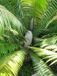 canvas print picture Palmfarn