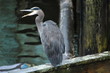 blue heron talking