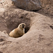 Prairie Dog