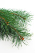 Christmas Tree Christmas Tree