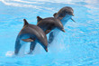 Trio of Dolphins