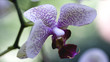 Orchidee Lila-Weiß