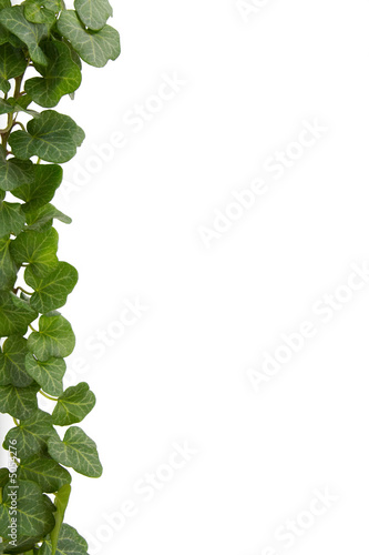 Photo: Ivy Ivy