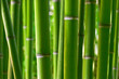 Photo en ligne au meilleur prix Bamboo forest
