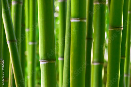Bamboo forest