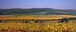 cotes du rhone
