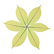 Skeleton Leaves Flower