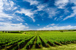 One Tree Hill Vineyard One Tree Hill Vineyard