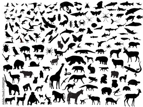 Vektor: Many vectors of animals Many vectors of animals