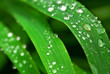 Raindrops on grass