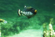 Leoparden-Drückerfisch