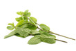 Branches of melissa on white background Branches of melissa on white background