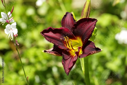 Photo: black hiipiastrum (amaryllus) black hiipiastrum (amaryllus)