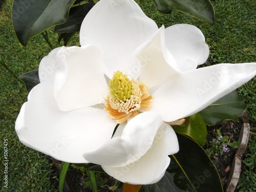 Photo: white magnolia 21 white magnolia 21