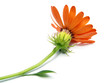 fleur orange fleur orange