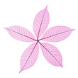 Skeleton Leaves Flower